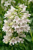 PD-SmoothPenstemon_0_432x648