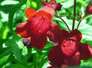 Penstemon_barbatus31
