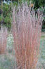schizachyrium scoparium