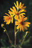 silphium integrifolium