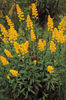 solidago speciosa
