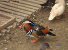 DSC09401