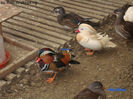 DSC09404
