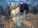 IMG358
