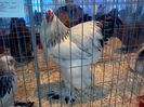 IMG359