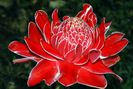 ETLINGERA ELATOR -floarea de portelan