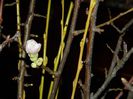 DSCN0096