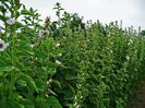 Althaea_officinalis-nalba-alba