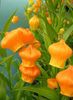 sandersonia