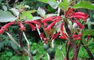 Dermatobotrys saundersii