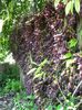 Mucuna sempervirens