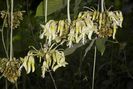 Mucuna holtonii