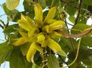 Mucuna sloanei
