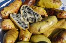 LARDIZABALA BITERNATA fruct