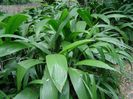Setaria Palmifoli