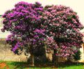 tibouchina granulosa