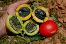 Trichosanthes tricuspidata