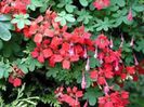 TROPAEOLUM SPECIOSUM