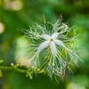 trichosanthes wallichiana