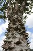 Zanthoxylum tachuelo