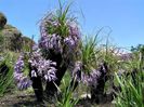 Xerophyta retinervis