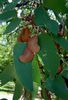 Turpentine