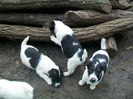 Pui foxterrier