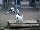 Pui foxterrier