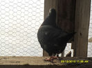 SAM_1676