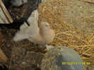 SAM_1777