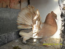 SAM_1786