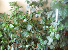 DSCN5345
