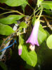 DSCN5391