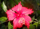 DSCN5388