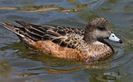 wigeon american female