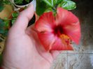 DSCN7090