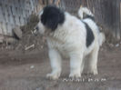 SAM_4006
