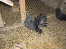 IMG_4613 m 2012