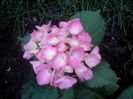 DSC00116