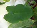 colocasia cabule