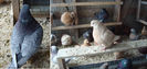 pigeon website pics 7