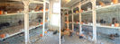 pigeon website pics breeding lofts 6-10e