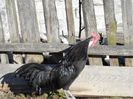 Cocos pitica germana neagra