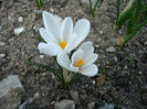 Crocus vernus subsp. albiflorus (Kit. ex Schult.) Ces.1844