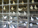 32105-pigeon-loft