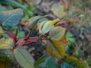 DSCN0194