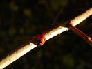 DSCN0208