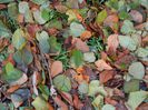 DSCN0268
