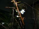 DSCN0319