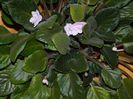 DSCN0335
